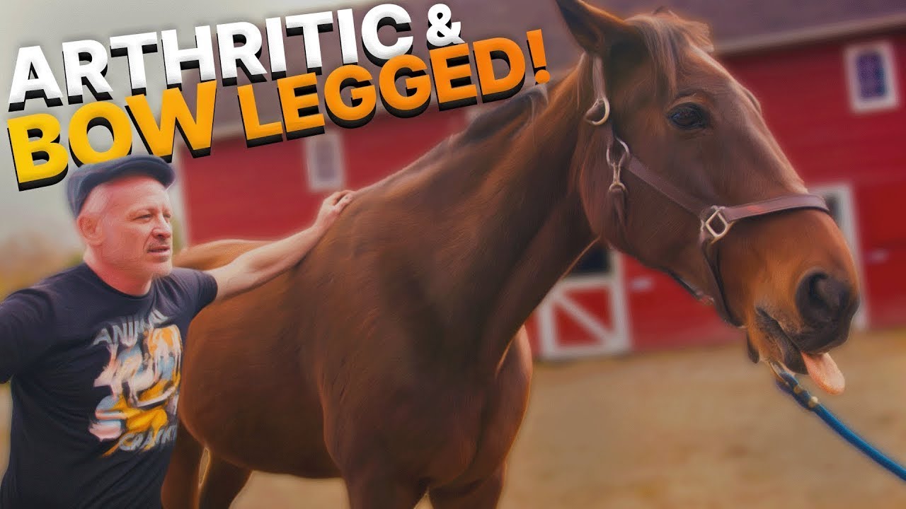 Rescue Horse SURVIVES KILLPEN but left in PAIN! ~ Chiro Helps!