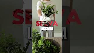 🌿 ¡Transformá tu casa en una verdadera Selva Urbana con PlantAtHome! 🏡✨ #plantathome #plantas#jardin