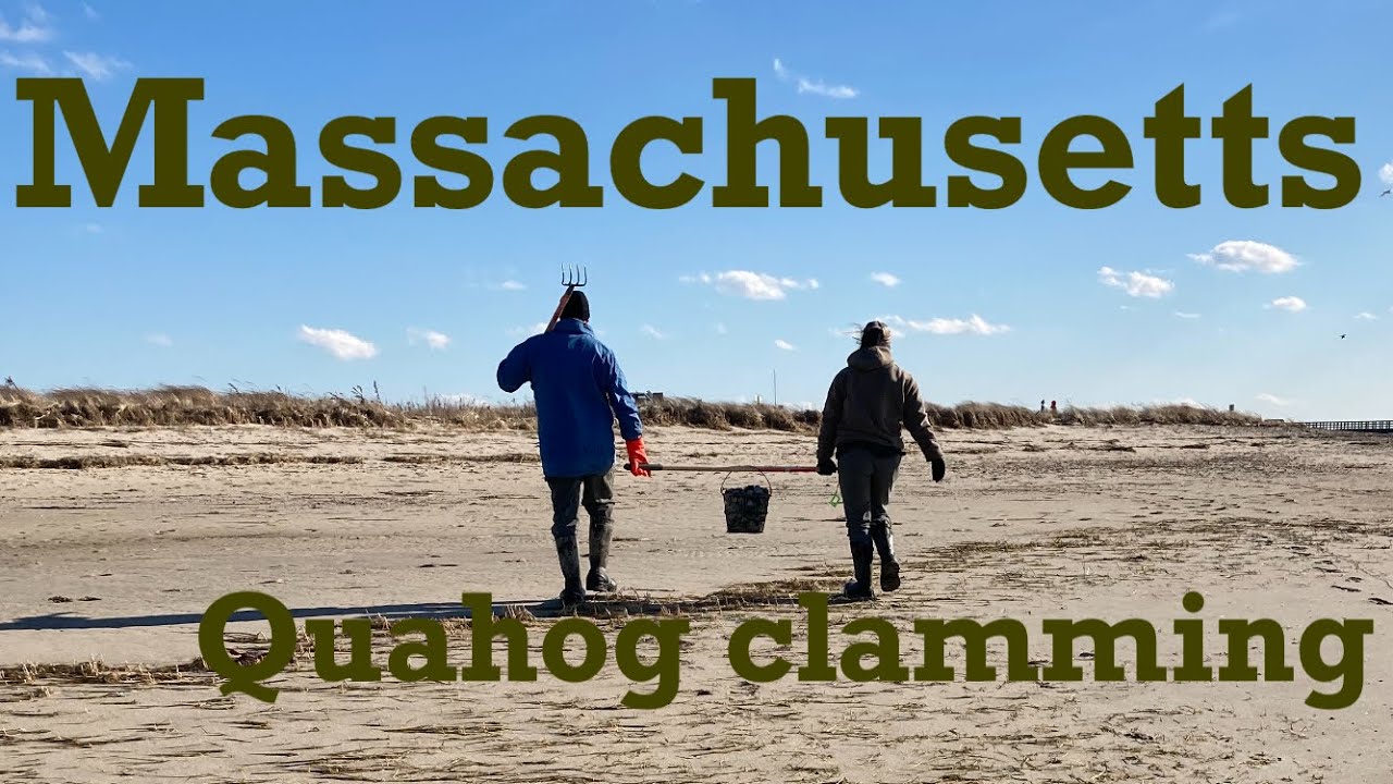 Massachusetts quahog clamming! Duxbury Massachusetts clamming