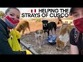 HELPING STRAY DOGS OF CUSCO 🇵🇪 DURING LOCKDOWN | DAY 90