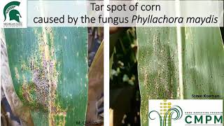 Field Crops Virtual Breakfast: Tar Spot and White Mold