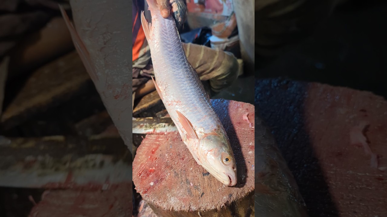 Amazing Big Mrigal Fish Cutting Skills Live In BD Fish