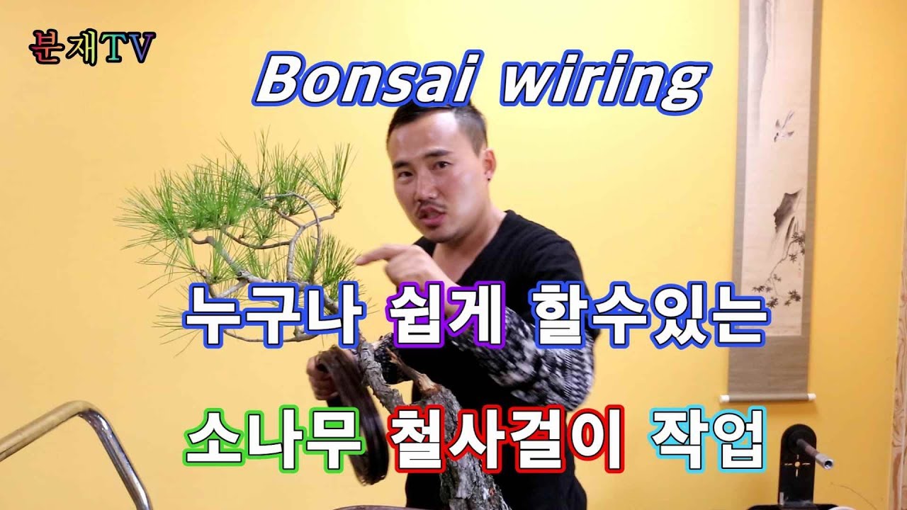 분재TV 소나무 분재 개작  하기 제2부 철사걸이 bonsai  분재교육 5회