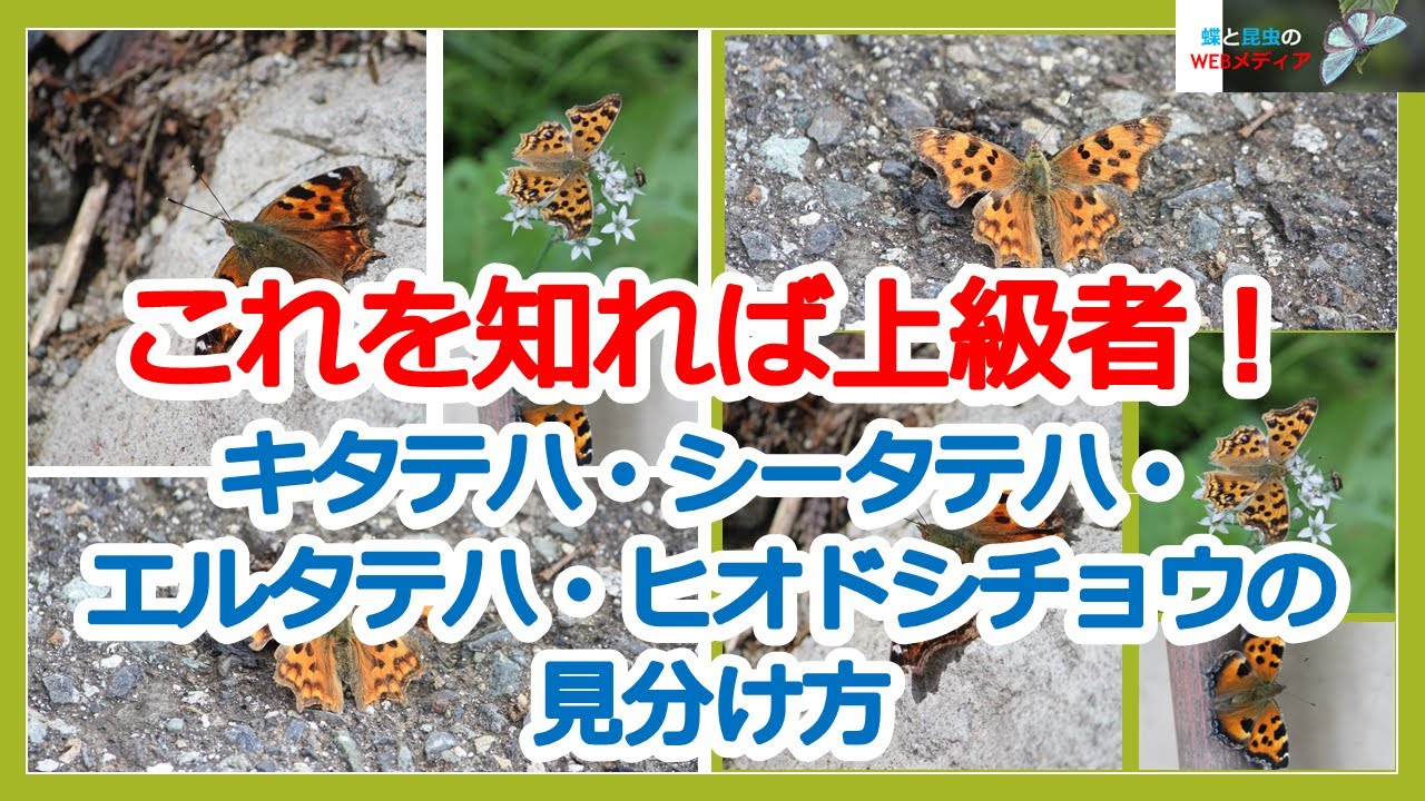 茶色い蝶の種類】キタテハとシータテハとエルタテハとヒオドシチョウの