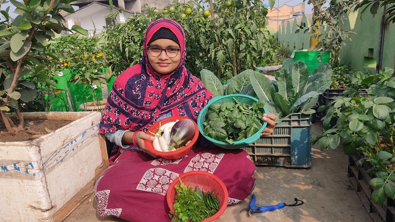 আজকের ছাদ বাগানে হারভেস্ট :আলুর শাক ও টাটকা সবজি সংগ্রহ। 🍆🫑🌱