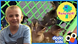 Neighbors Save Little Ducklings From Storm Drain And Bring Them  Back To Mom | Dodo Kids: Rescued!