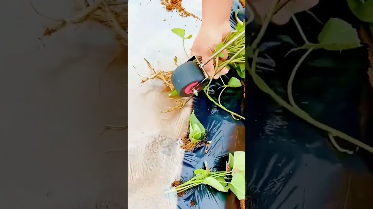 unique agricultural tool for planting seedlings in beds covered with plastic mulch 