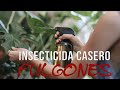 El Mejor Insecticida casero para pulgones y otras plagas ¡MUEREN TODOS!