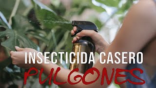 El Mejor Insecticida casero para pulgones y otras plagas ¡MUEREN TODOS!