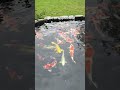 just some fish and David.#fish #coy #carp