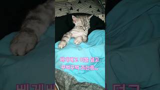 고양이 처럼 자자 고양이일상 고양이 성장 아기고양이