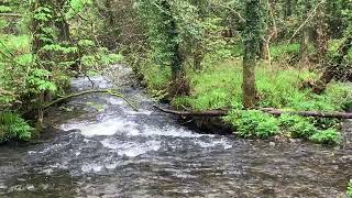 The River Camel At Gam Bridge : Tuckingmill, St Breward