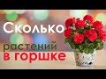 Пеларгонии. Сколько растений сажать в один горшок?