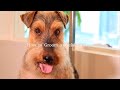 【ウェルシュテリアのプラッキング/トリミング方法】〜Welsh terrier dog grooming〜mmsu-ha/エムエムスーハ