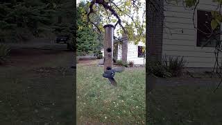 #birds #birdfeeder #wildlife #nature #birdwatching #nuthatch #chickadee #birdcam #feedercam