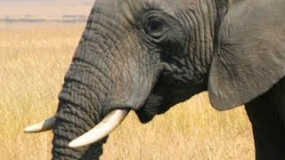 African Bush Elephant [Loxodonta Africana] Sound Effect 
