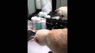 Cat Drinking From Bathroom Sink 2