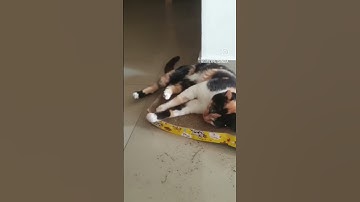 Cat Scratcher Cardboard with Wave Shape & 10ML Catnip