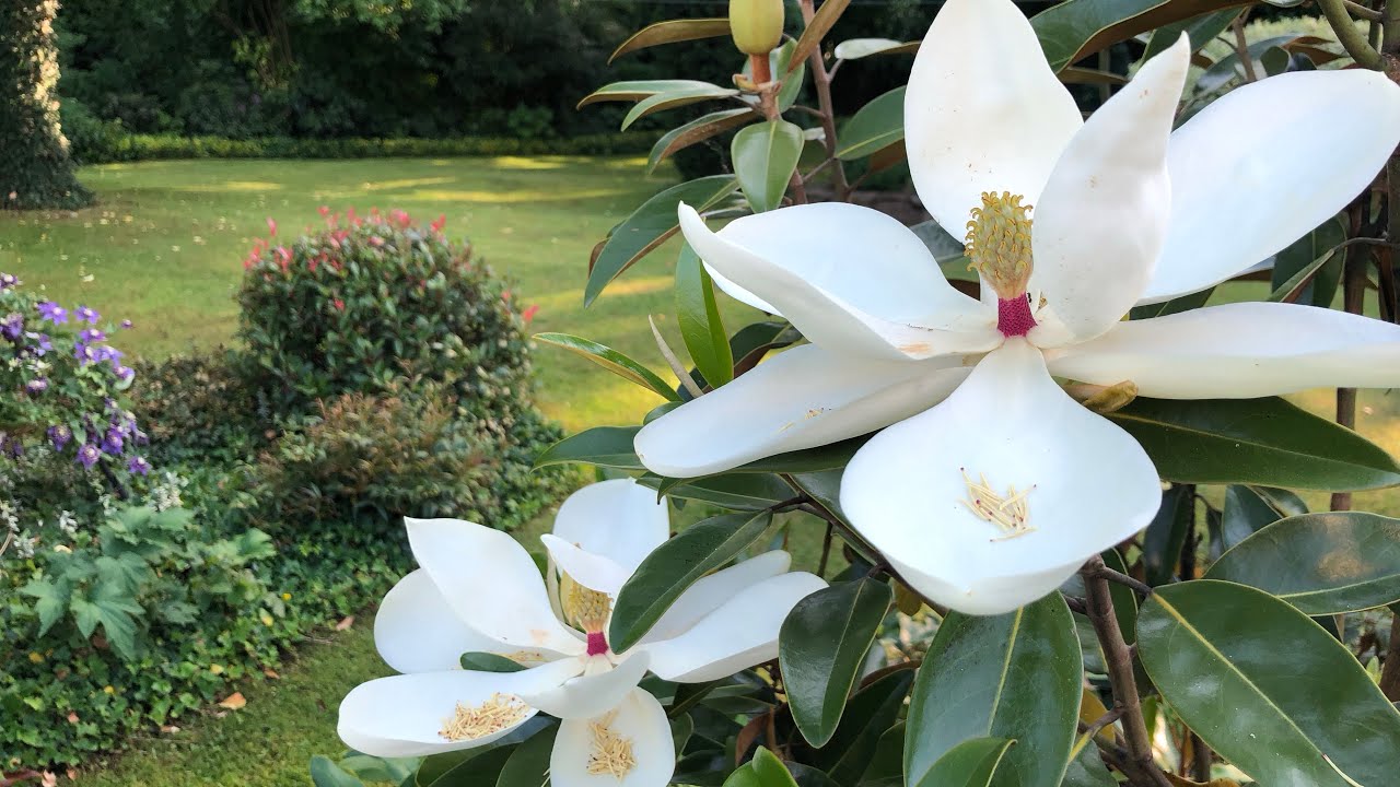 Spektakularna Magnolia grandiflora ,Alta’. Kwiaty pachnące egzotycznymi owocami