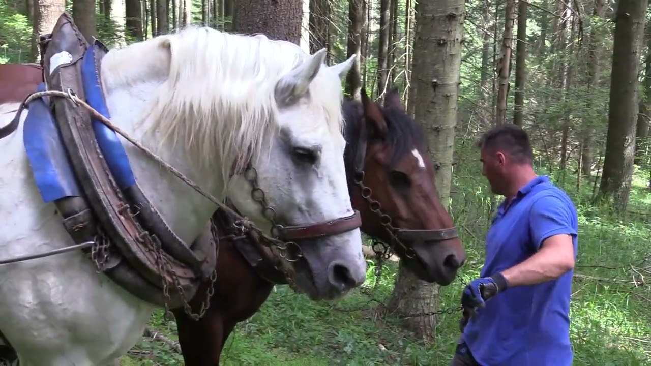 MOBA FURMANA 2024 !!!