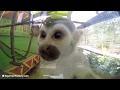 Webcam squirrel monkeys  wild adventures theme park