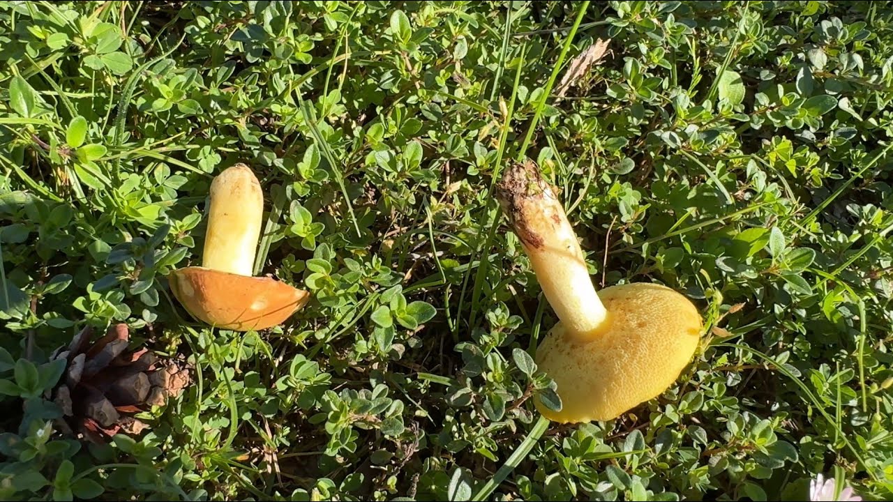 Suillus granulatus, May 17, 2024