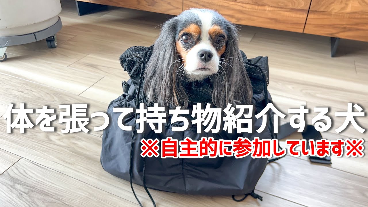 うにじゃが普段使っている物と散歩グッズ〜今更の初公開〜(5歳キャバリア)