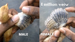 chicken male female difference