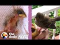 Woman Finds A Baby House Finch Bird On Her Porch | The Dodo Little But Fierce