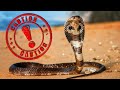 10 Cobras Perigosas que Você Deve Tomar Muito Cuidado