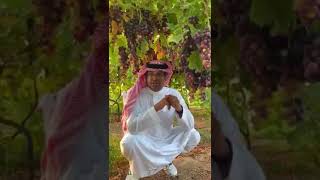 تجربة زراعة العنب في القصيم بالسعودية