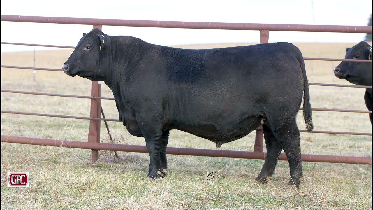 Lot 4 Gaffney SCA Heisman 484