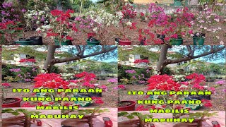 How to Propagate the Bougainvillea /from cutting  to grow/ After 14 days