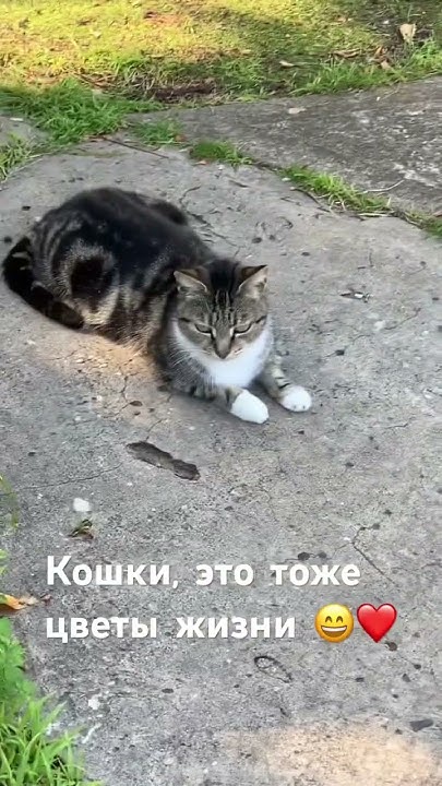 Кто тут котиков не любит?!#котики #cats #relaxing - YouTube