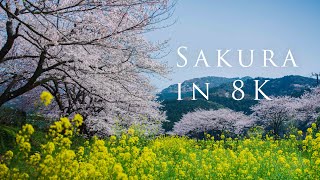 Sakura in 8K