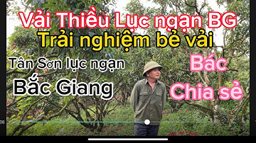 Vải Thiều Lục ngạn BG.trải nghiệm bẻ vải tại vườn.Tân Sơn lục ngạn.