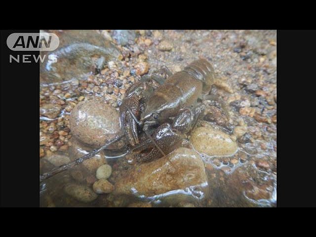絶滅危惧種 ニホンザリガニ が売買禁止に 来年1月から 販売目的の捕獲も 22年12月日 Youtube 絶滅危惧種 ニホンザリガニ が売買禁止に 来年1月から 販売目的の捕獲も 22年12月日 Youtube