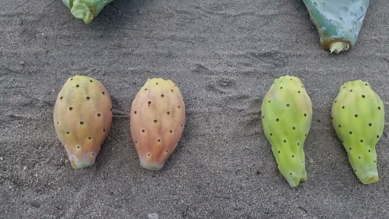 شوف بنفسك فرق الشتلات عن الأخرى وإيه المرغوب فيه م رامى محمد ت 01007305821