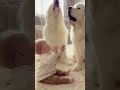 (304) Baby Howls… and the Giants Howl Back! 😂🐺🐶