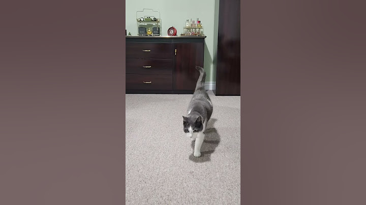 Meet Mia, the 12 year old Tabby, exploring her new home