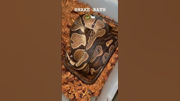 I guess my SNAKE found a BATHTUB #python #ballpython #pets #reptiles #snake #animals #awesome #cool