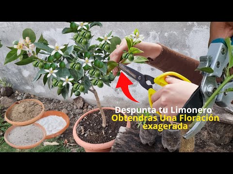 Video: Temporada de floración de los cítricos: ¿Cuándo florecen los cítricos?