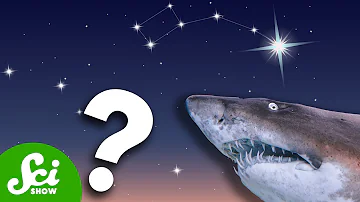 Are Sharks Really Older Than the North Star?