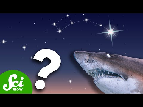 Are Sharks Really Older Than the North Star? thumbnail