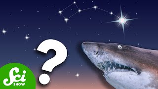 Are Sharks Really Older Than the North Star?