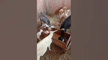 جميع انواع الماعز الفرنساوي والزرباوي والقبرصى 