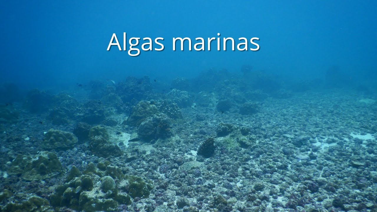 ALGAS MARINAS
