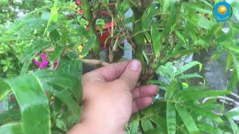 Cây Trúc Đùi Ếch