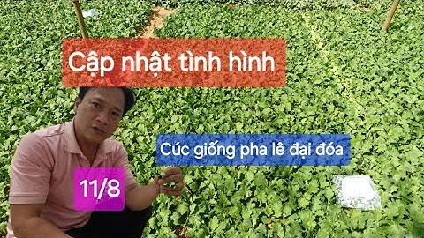 Cập nhật tin tức cúc giống pha lê đại đóa tại vườn ươm
