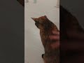一緒に寝てた猫が離れてしまった理由 #shorts